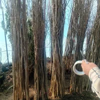 نهال های با کیفیت و اصلاح شده