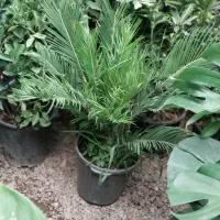 گل نهضت|گل و گیاه طبیعی|کوهدشت, |دیوار