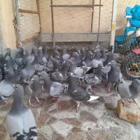 جوجه پلاکی مسافتی