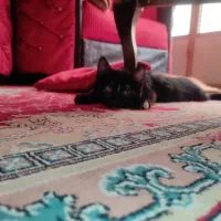 بچه گربه ماده