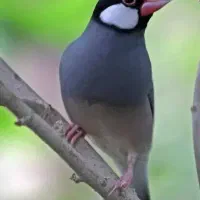 فنچ نرگسی سالم و سرحال