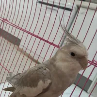 عروس هلندی