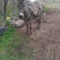 خرزرنگ