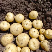 بذر سیب زمینی