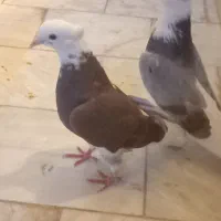 دوجفت کفتر پرشی
