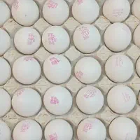 شانستو امتحان کن