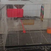 قفس ۶۰در۴۰ سالم با وسایل