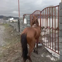 فروش اسب