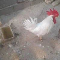 خروس