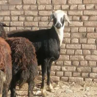 گوسفندکشتنی برای نذورات و مصرف خانگی