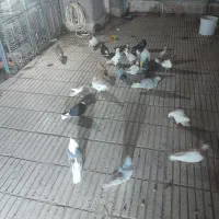 تعدادی کفتر شهرستانی  فروشی