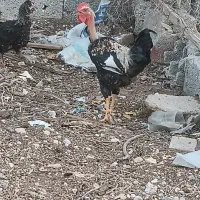 مرغ و خروس محلی گلین ریشی