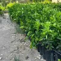 فروش انواع نهال مرکبات