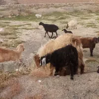 بزغاله نر بزگلابی دوبزغاله ای