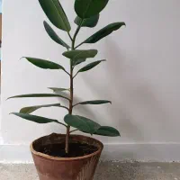 گل  طبیعی
