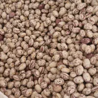 فروش لوبیا چیتی درجه یک
