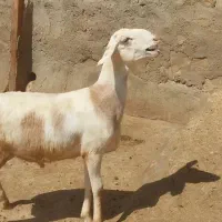 بره قوچ چینی اصیل