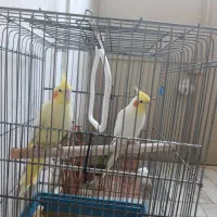 عروس هلندی لوتینو