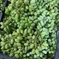 ابغوره شهریار تازه وطبیعی امساله