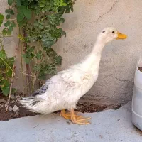 اردک