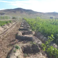 فروش باغ پسته