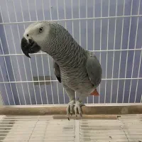 کاسکو نر 6 ساله