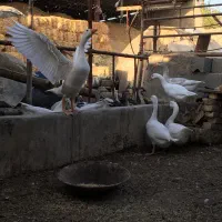 غاز و قو غاز
