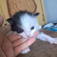 گربه