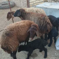 میش بره دار