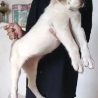 سگ عراقی