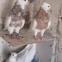 درود دوستان عشقباز یجفت کرم نرماده برا خاص پسندا