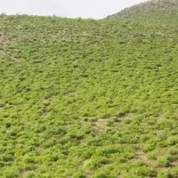 کوهنوردی و چیدن گیاه دارویی،آویشنو...فقط خانواده
