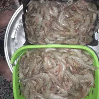 میگو