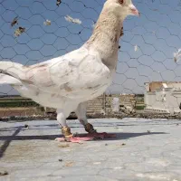 ماده زرد هفترنگ بی نظیر