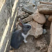 خرگوش