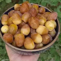 جمع آوری رطب از شادگان به ماهشهر اهواز خرمشهر