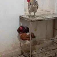 دوتا مرغ و یه خروس