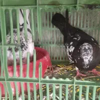 کبوتر|پرنده|پارس‌آباد, |دیوار