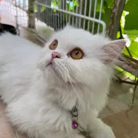 جفتگیری پرشین اصیل