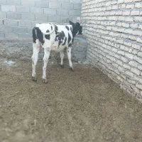 3راس گوساله نر گاو