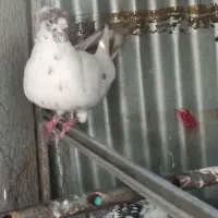 کفتر نر کاکلی کله دمبی