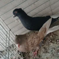 کفتر دم سفید نرو ماده