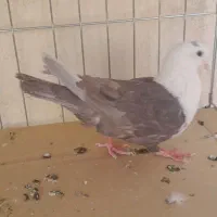 کله‌سفید الماسی و دم‌سفید الماسی