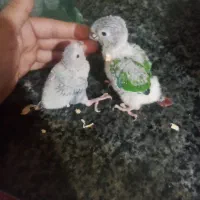 طوطی پرنده فنج‌ سهره قناری گرنچیک