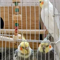 عروس هلندی