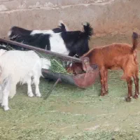 بیست راس کهره چاق