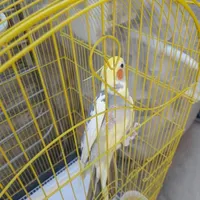 طوطی عروس