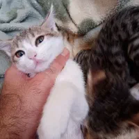 گربه