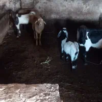 بز  ۴عدد