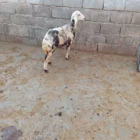 بره ماده پلنگی